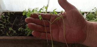 Як припинити витягування розсади: аграрний лайфхак