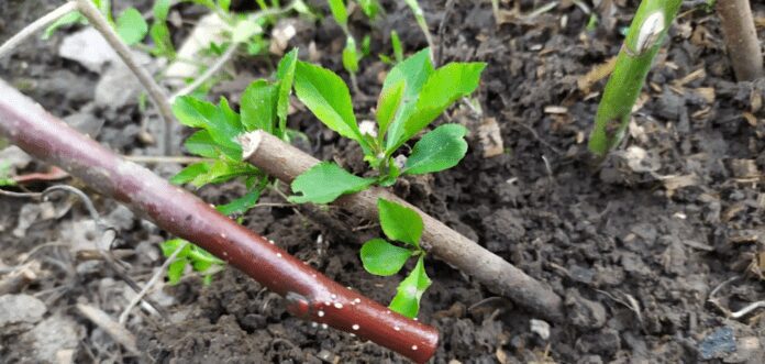 Як легко і швидко вкоренити живці рослин Як легко і швидко вкоренити живці рослин