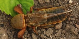 Городники поділилися способами боротьби з ведмедкою