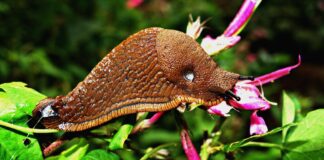 Експерти назвали найдієвіший метод боротьби зі слимаками