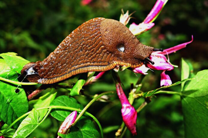 Експерти назвали найдієвіший метод боротьби зі слимаками