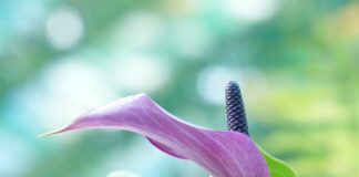 Експерти розповіли, де найкраще розмістити спатифілум у квартирі