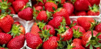 Поради, як доглядати за полуницею