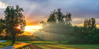 Як підвищити родючість ґрунту без гною: поради спеціалістів