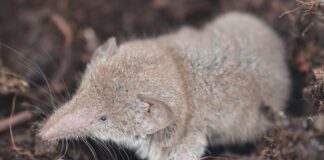 Експерти розповіли, як вивести землерийок з городу за раз