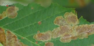 Як позбутися попелиці на городі народними методами