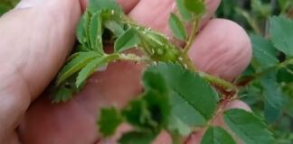 Експерти розповіли, як швидко позбутися попелиці на городі