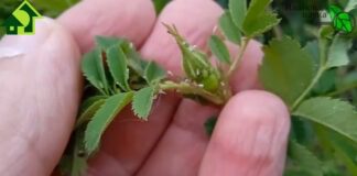 Як швидко позбутися попелиці на городі: поради експертів