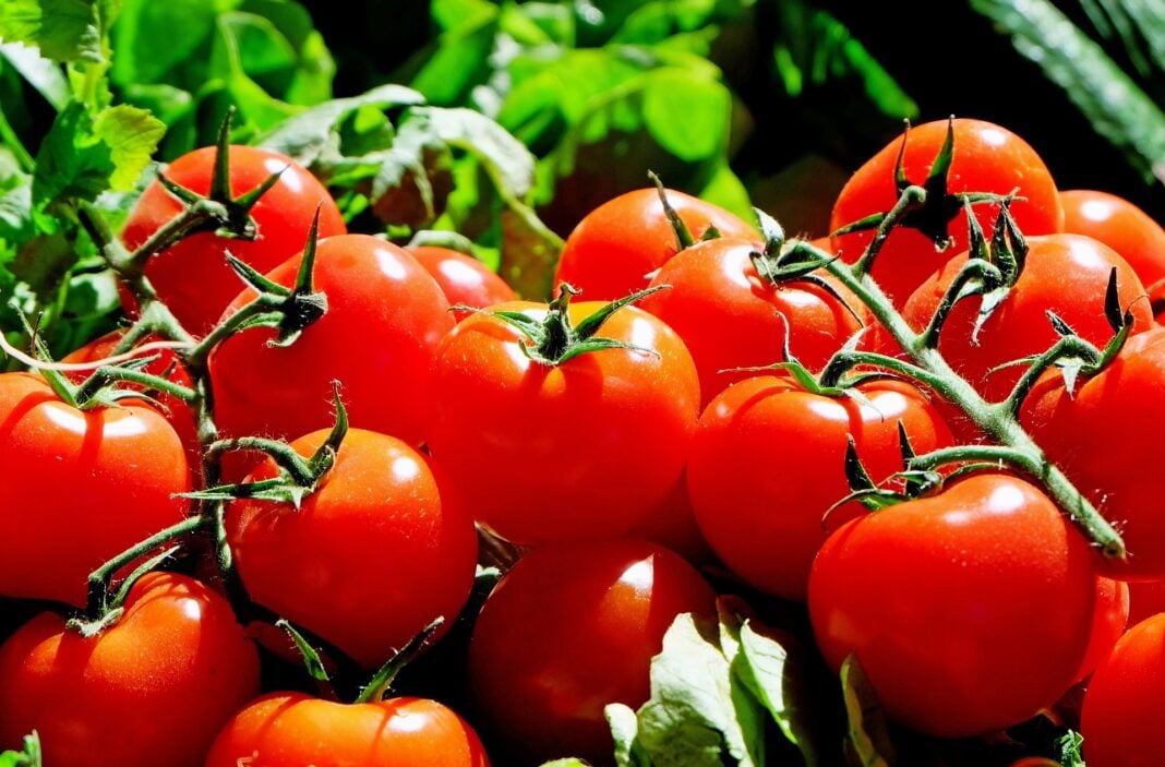 Садівники розкрили секрет щедрого врожаю томатів 