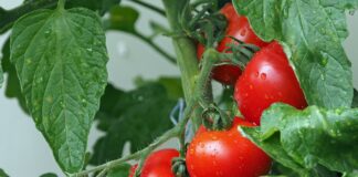 Експерти назвали найдієвіше добриво для підживлення томатів