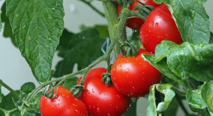 Це найкраще добриво для помідорів: багато років тому вперше спробувала і врожай мішками збираю з року в рік 