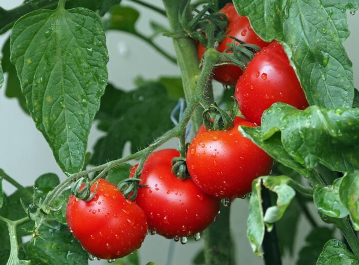 Правильний спосіб посадки помідорів