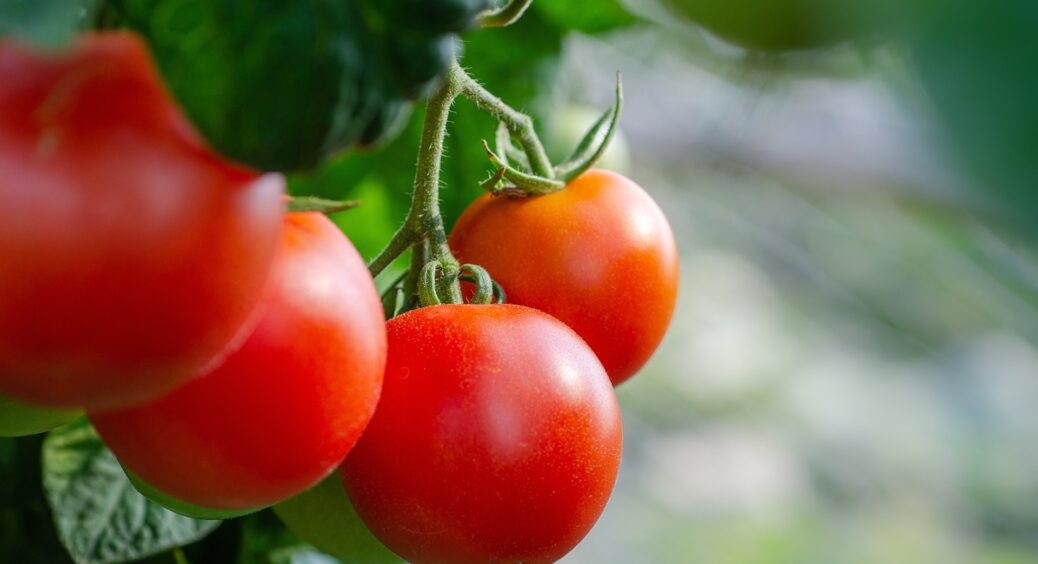 Простий прийом, який змушує помідори зріти “з дитинства”: роблю так, тому моя зимова консервація найсмачніша 