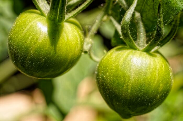 Експерти розповіли, як правильно садити помідори на городі для щедрого й смачного врожаю