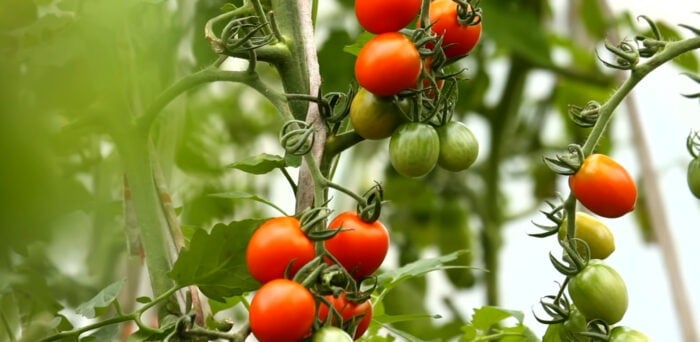 Городники розповіли, чим підживити помідори для гарного врожаю