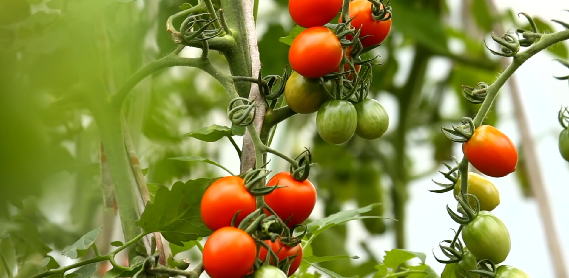 Чому не утворюється зав'язь томатів: головні причини