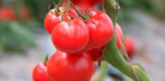Чим підживити томати, щоб збільшити зав'язі