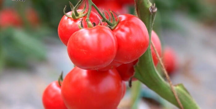 Чому не утворюється зав'язь томатів: головні причини