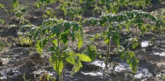 Цей сорт перцю необхідно посадити на городі: поради від городників 