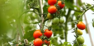 Як збільшити врожай помідорів: простий спосіб