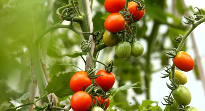 Поклала це у лунку при посадці помідорів та отримала вау-врожай: ці 3 інгредієнти є в кожному господарстві 