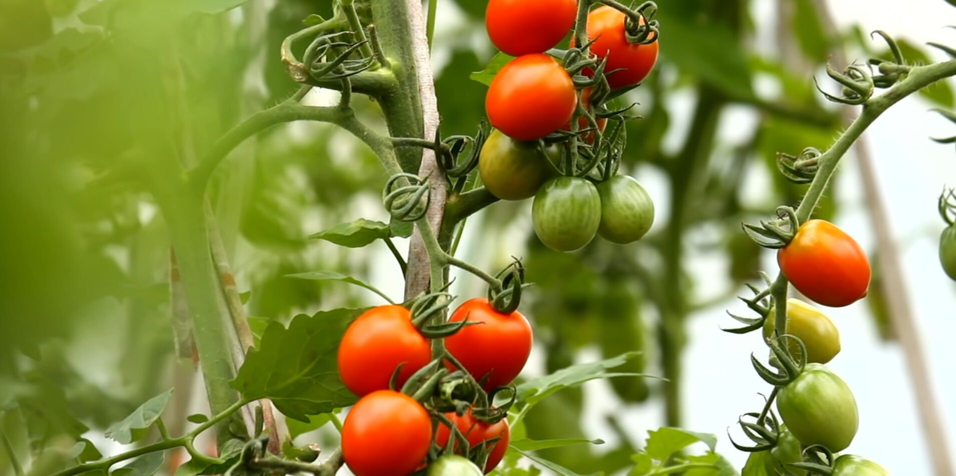 Що таке ампельні помідори і як їх вирощувати