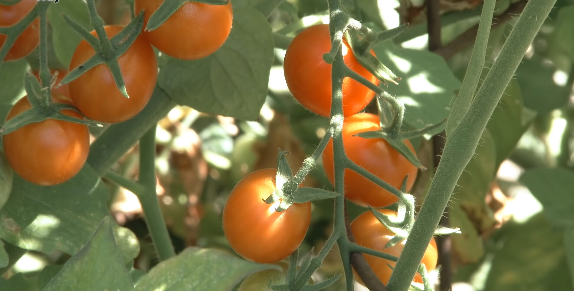 Як підживити томати для щедрого врожаю: простий метод