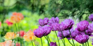 Експерти назвали 3 квітки для клумби, які захищають господарів від вроків