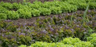 Як правильно обрати сусідів на городі