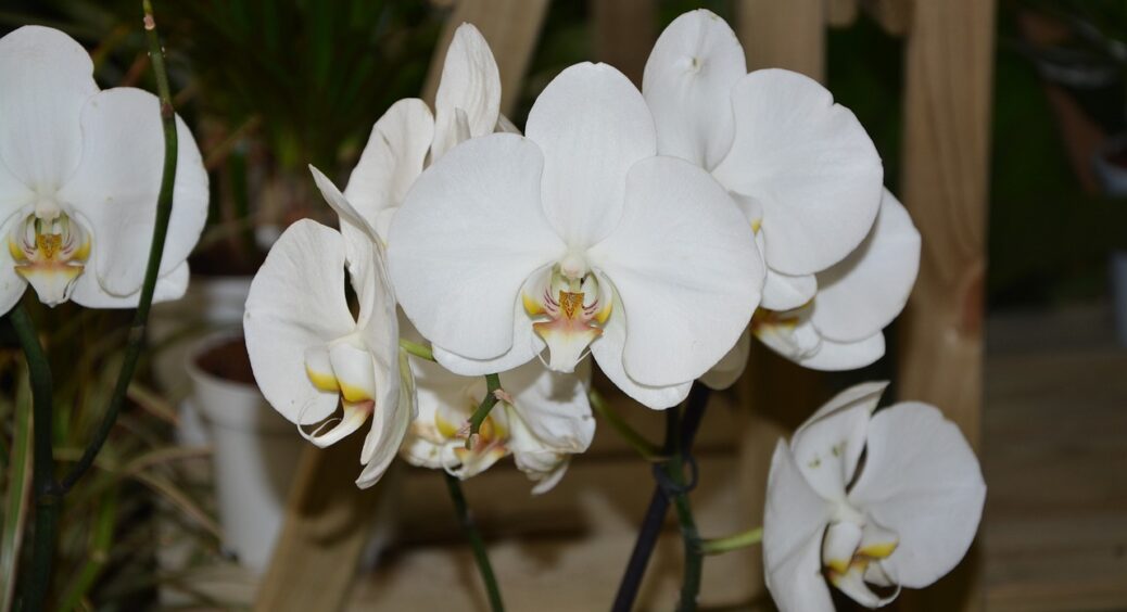 Вижала з орхідеї максимум і вона пустила аж 4 квітконоси: підгодувала кавовим розчином — власний досвід 