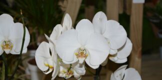Квітникар розповів, як зробити так, щоб орхідея пустила 4 квітконоси