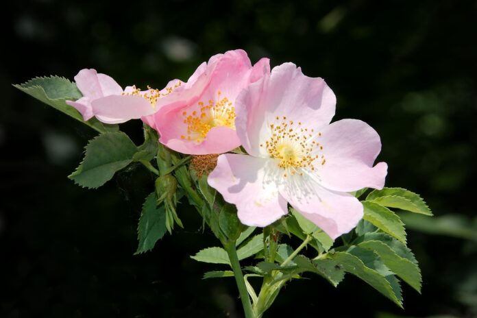 Який сорт троянд краще садити на городі та у клумбі