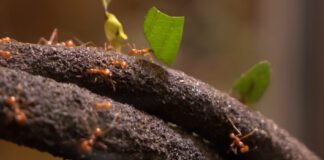 Як швидко позбутися мурах на городі: простий спосіб