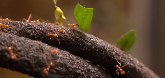 Як швидко позбутися мурах на городі: простий спосіб