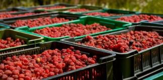 Садівники розповіли, чим підживити малину вже зараз для багатого врожаю