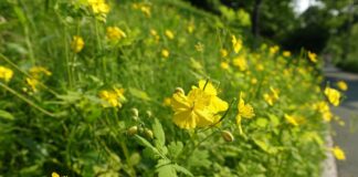 Городник розповів, чому чистотіл не варто прибирати з городу