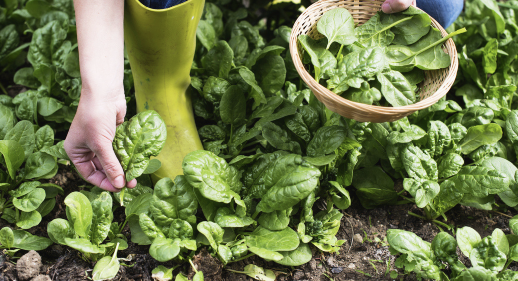 Посадила ці три види зелені та віднині постійно додаю їх у салати: так смачно і корисно ще ніколи не було 