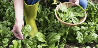 Посадила ці три види зелені на городі: купа салатів буде 