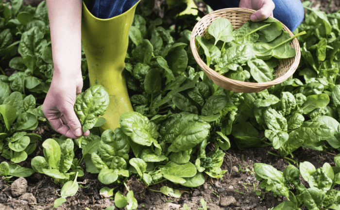 Посадила ці три види зелені на городі: купа салатів буде 