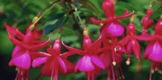 Як правильно пересаджувати фуксію для рясного цвітіння