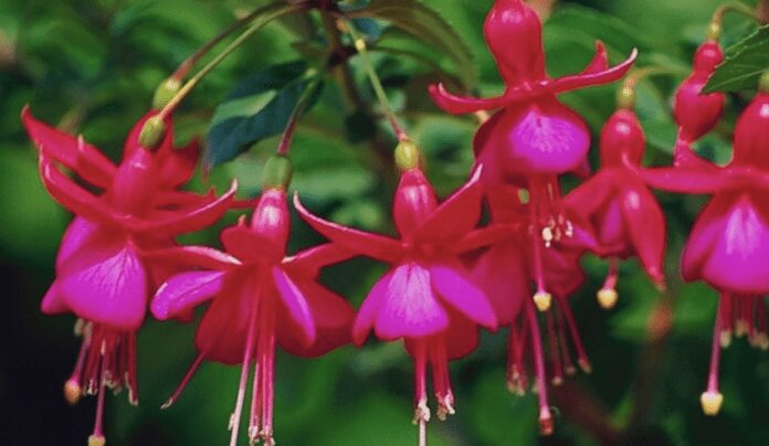 Як правильно пересаджувати фуксію для рясного цвітіння Як правильно пересаджувати фуксію для рясного цвітіння