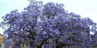 Садівники розповіли, яке дерево слід посадити на ділянці в 2024 році