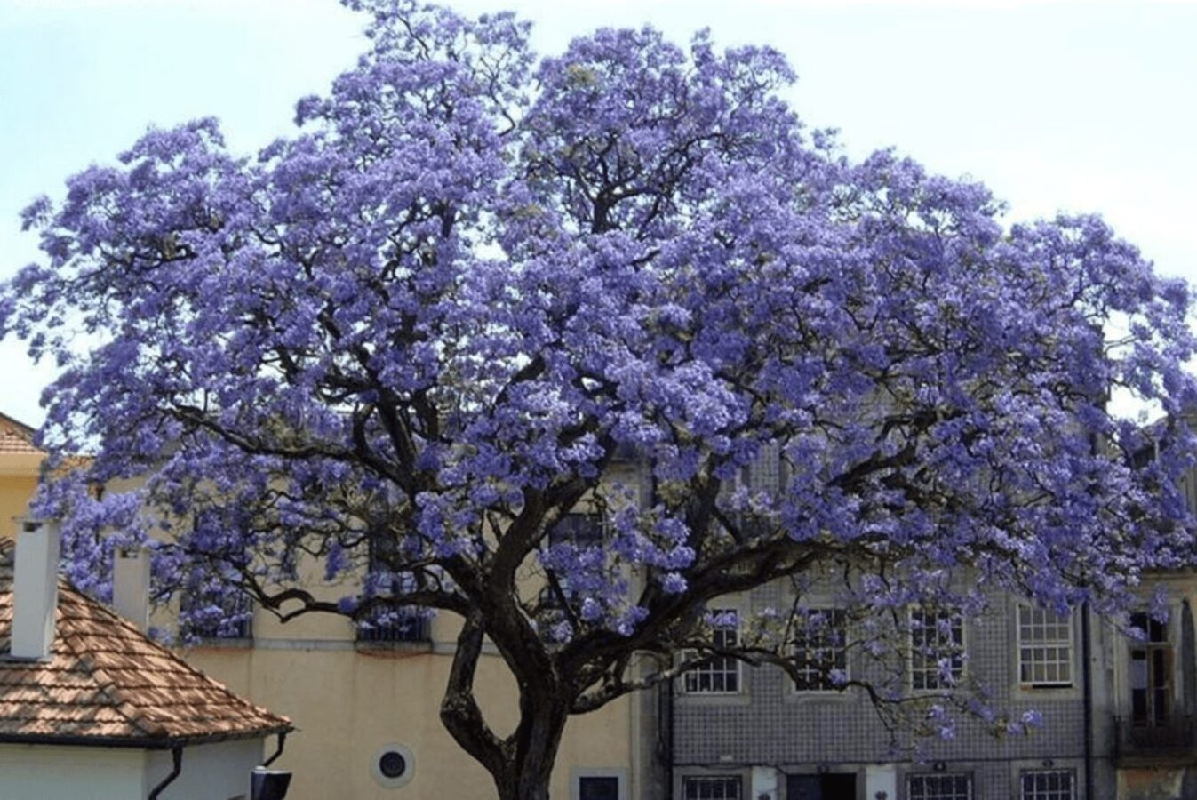 Садівники розповіли, яке дерево слід посадити на ділянці в 2024 році