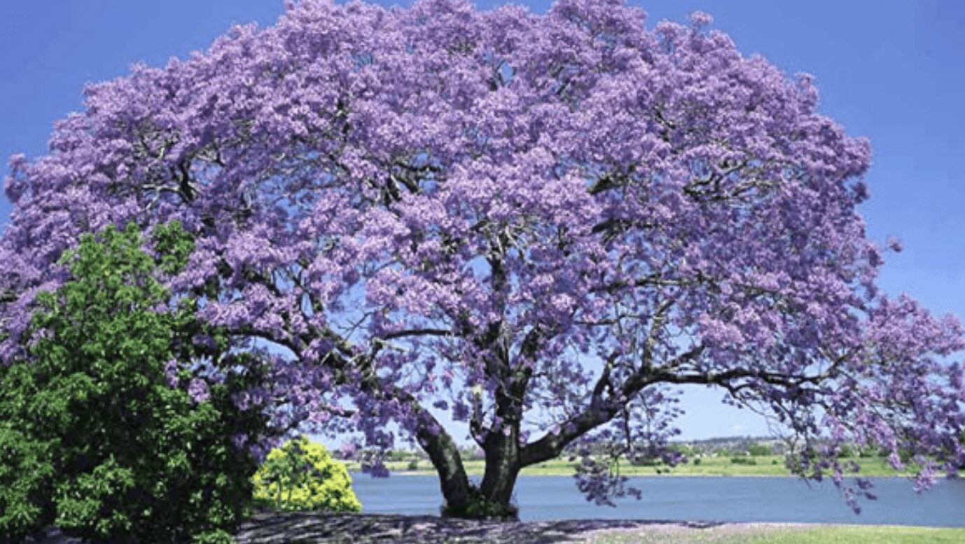 Садівники розповіли, яке дерево слід посадити на ділянці в 2024 році