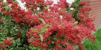 Дачники назвали найкращий чагарник для посадки