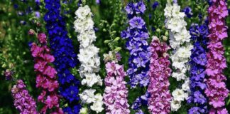 Експерти розповіли, які рослини не варто садити на своїй ділянці 