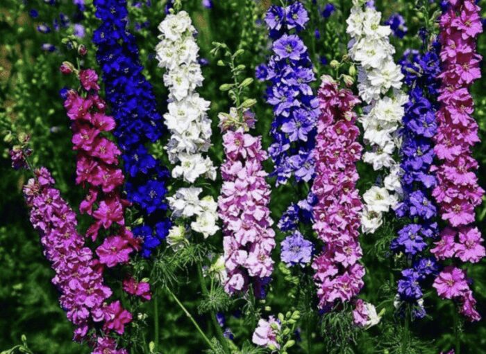 Експерти розповіли, які рослини не варто садити на своїй ділянці