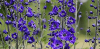 Садівники розповіли, як правильно вирощувати дельфініуми