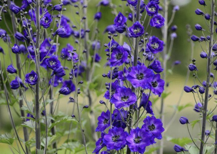 Садівники розповіли, як правильно вирощувати дельфініуми