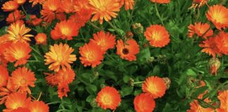 Дачники розповіли, які рослини є найкращими сусідами для помідорів